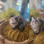 Maincoon kittens, Dieren en Toebehoren, Poes
