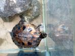 Zaagrugschildpad, Dieren en Toebehoren, Schildpad, Met terrarium, 7 tot 10 jaar