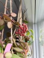 Hoya sp. aff. burtoniae (verse snijstekken), Huis en Inrichting, Ophalen, Overige soorten, Minder dan 100 cm