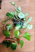 Epipremnum scindapsus happy leaf Manjula, Huis en Inrichting, Kamerplanten, Ophalen, Overige soorten, Minder dan 100 cm