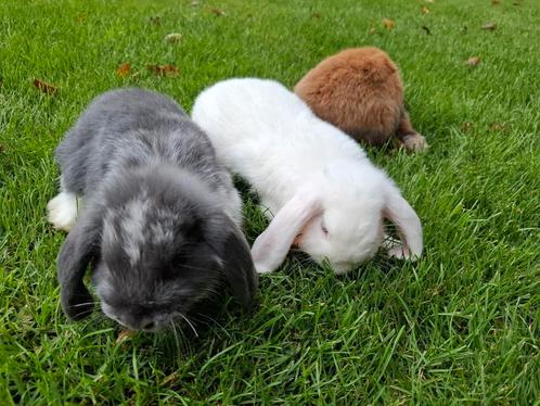 Mooie tamme dwergkonijntjes, Dieren en Toebehoren, Konijnen, Dwerg, Meerdere dieren