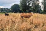 Plekjes vrij! Goepshuisvesting, weidegang, onbeperkt hooi, Dieren en Toebehoren, Weidegang, 2 of 3 paarden of pony's
