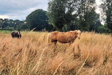 Plekjes vrij! Goepshuisvesting, weidegang, onbeperkt hooi beschikbaar voor biedingen