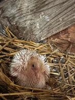 2 jonge takla duiven zuivere witte en miro, Dieren en Toebehoren, Meerdere dieren, Overige soorten