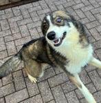 Lieve Aussie x husky teef op zoek naar nieuw baasje, Dieren en Toebehoren, HCC (leverziekte), 15 weken tot 1 jaar, Teef, Eén hond