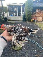 Serama haan, Dieren en Toebehoren, Pluimvee, Mannelijk, Kip