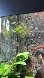 Endler Guppen, Dieren en Toebehoren, Vis