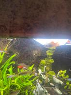 Te koop guppen, Dieren en Toebehoren, Vissen | Aquariumvissen, Vis, Zoetwatervis