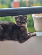 Opzoek naar een fijn huisje voor 2 poezenzusjes, Dieren en Toebehoren, Poes
