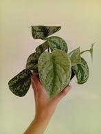 Scindapsus Pictus Exotica, Huis en Inrichting, Ophalen, Overige soorten, Minder dan 100 cm