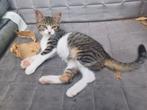 Super lieve kitten, Poes, Kortharig, 0 tot 2 jaar