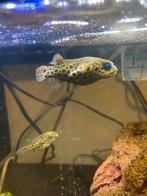 Green spotted puffers, Dieren en Toebehoren