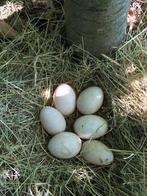 Eendeneieren te koop!, Dieren en Toebehoren, Pluimvee, Eend