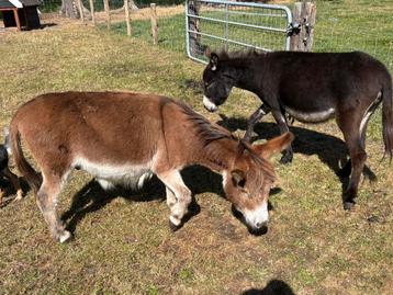 Twee prachtige knuffelbare mini ezels, lieve ruin en merrie! beschikbaar voor biedingen