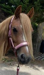 Super knappe welsh merrie, Dieren en Toebehoren, Pony's, Merrie, Dressuurpony, 3 tot 6 jaar, C pony (1.27m tot 1.37m)