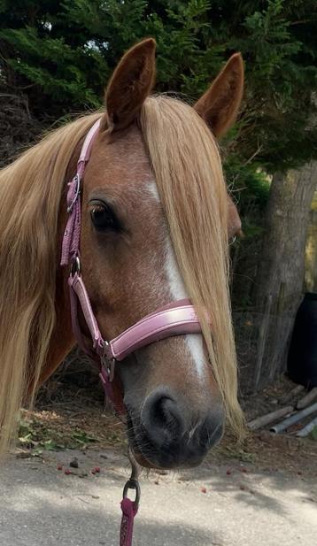 Super knappe welsh merrie beschikbaar voor biedingen