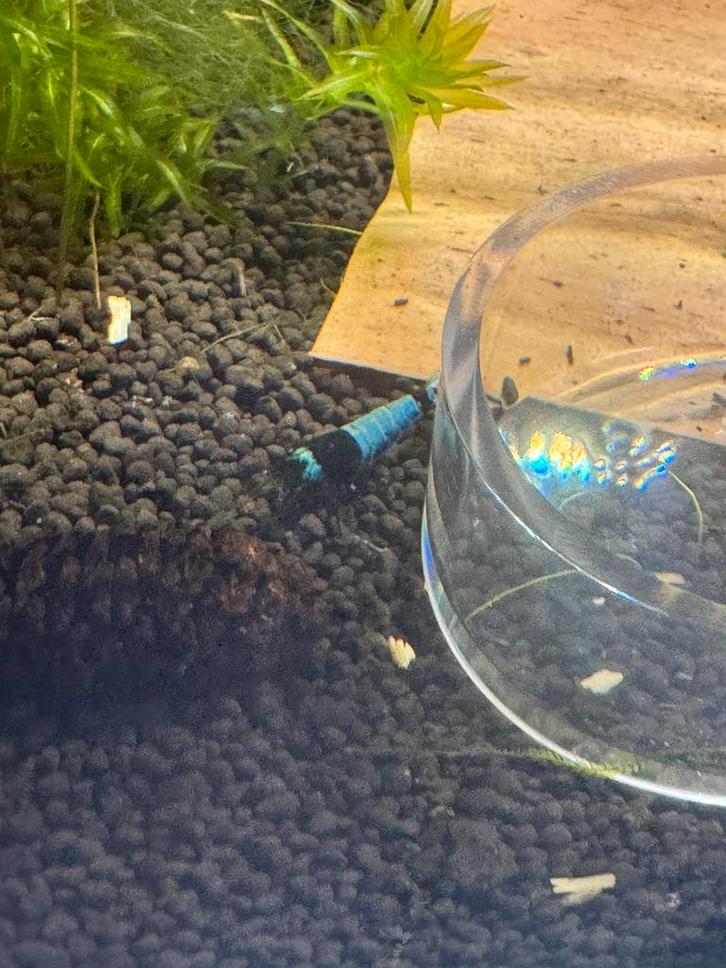 Black king kong (blue shade) garnalen, Dieren en Toebehoren, Vissen | Aquariumvissen, Zoetwatervis, Kreeft, Krab of Garnaal, Schoolvis