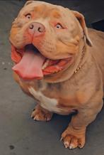 American Bully dekreu *Tri Merle ABKC, Dieren en Toebehoren, 15 weken tot 1 jaar, Reu, Parvo, Eén hond