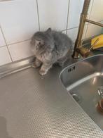 Britse korthaar, Dieren en Toebehoren, Katten en Kittens | Dekkaters, 0 tot 2 jaar