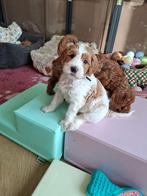 Australian Labradoodle pups met stamboom, Parvo, Overige rassen, 8 tot 15 weken, Meerdere