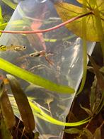 Groep van +- 20 mannelijke guppen, Dieren en Toebehoren, Vissen | Aquariumvissen, Vis, Zoetwatervis
