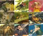 9 3 D Puzzles hout insecten, Hobby en Vrije tijd, Knutselen, Ophalen of Verzenden, Nieuw, Knutselwerk