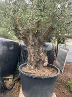️️❗️Actie️️️️️️❗️ Tekoop olijfboom Olea europea, Ophalen of Verzenden, Lente, Olijfboom, 250 tot 400 cm