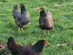 Te koop 2 grote zilver barnevelder hennen, Dieren en Toebehoren, Pluimvee, Vrouwelijk, Kip