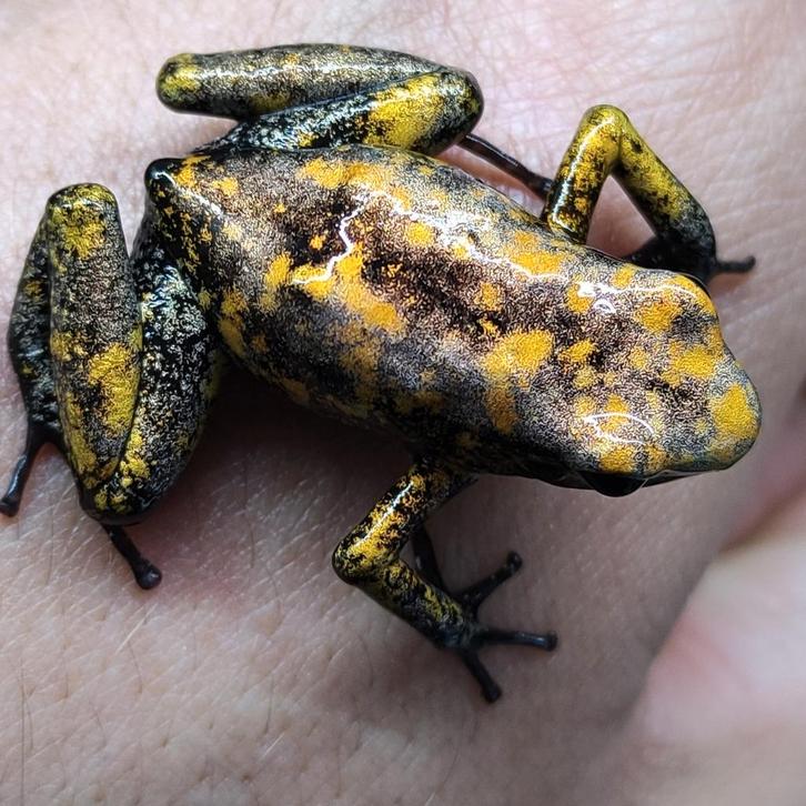 Phyllobates terribilis 'Golddust'