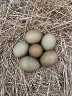 Broedeieren olijfleggers splash / kleurleggers, Dieren en Toebehoren, Geslacht onbekend, Kip
