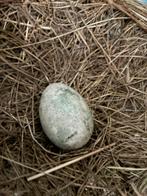 Antiek lokei, Diversen, Pasen, Ophalen of Verzenden, Zo goed als nieuw