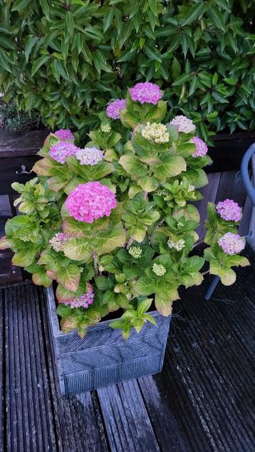 Plantenbak(ken) grijs reliëf, 36x36x33 cm met hortensia beschikbaar voor biedingen