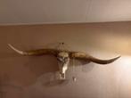 Grote Bizon Schedel Wanddecoratie - 180cm, Ophalen, Gebruikt
