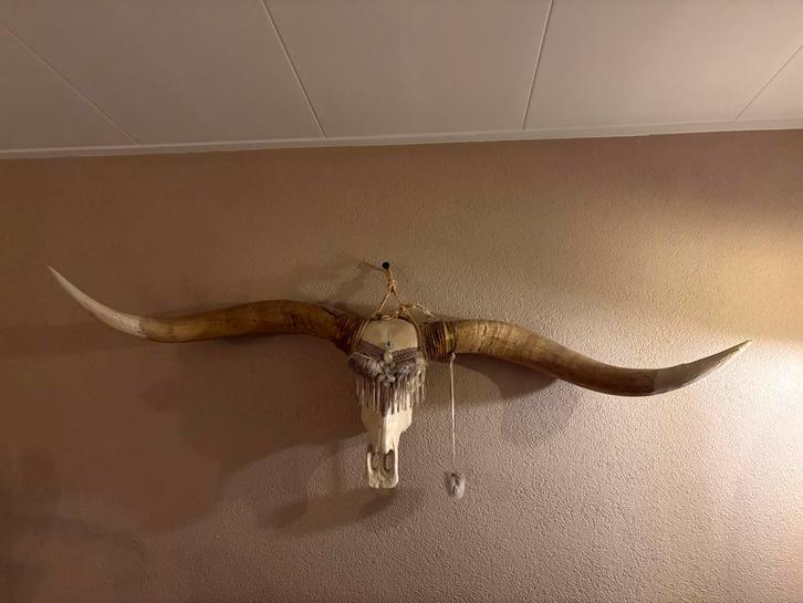 Grote Bizon Schedel Wanddecoratie - 180cm, Huis en Inrichting, Woonaccessoires | Wanddecoraties, Gebruikt, Ophalen