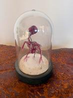 Opgezette kanarie, Ophalen of Verzenden, Zo goed als nieuw