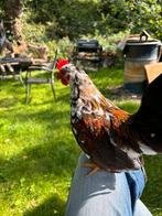 Serama haantje, Dieren en Toebehoren, Pluimvee, Mannelijk, Kip