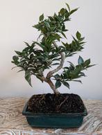 Citrus Myrtifolia, Tuin en Terras, Bloeit niet, Halfschaduw, Minder dan 100 cm, Overige soorten