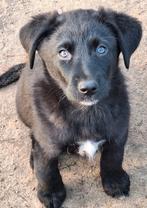 Super mooie pup (reu), Dieren en Toebehoren, Rabiës (hondsdolheid), Reu, 8 tot 15 weken, Meerdere