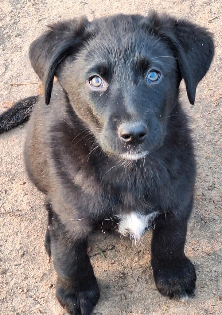 Super mooie pup (reu), Dieren en Toebehoren, Honden | Niet-rashonden, Middel, Reu, Particulier, Meerdere, Nederland, 8 tot 15 weken