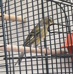 Spaanse timbado., Dieren en Toebehoren, Mannelijk, Parkiet