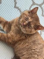 Zeldzame kleur cinnamon tortie Brits Korthaar kitten, Dieren en Toebehoren, Poes, Met stamboom