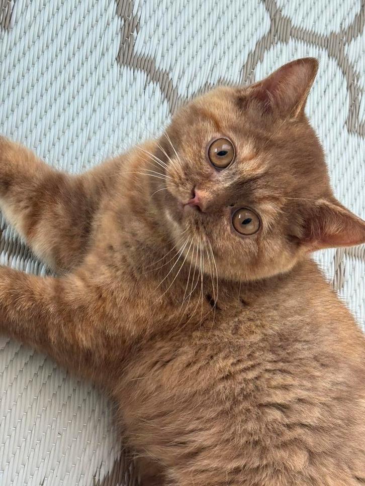 Zeldzame kleur cinnamon tortie Brits Korthaar kitten, Dieren en Toebehoren, Katten en Kittens | Raskatten | Korthaar, Poes, Met stamboom