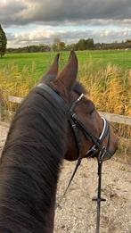 pony te lease, Dieren en Toebehoren, Ophalen of Verzenden, Nieuw, Dressuur