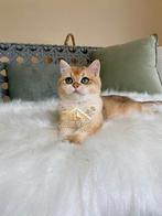 Unieke Britse Korthaar Golden NV11 – Kampioenslijn!, Dieren en Toebehoren, Katten en Kittens | Raskatten | Korthaar, Poes, Gechipt
