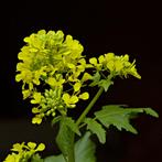 Zaden gele mosterd (Sinapis alba), Ophalen of Verzenden, Voorjaar, Volle zon, Zaad