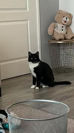 2-jarige kat (voor verdere info stuur me een bericht), 0 tot 2 jaar
