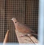 Birmese tortelduif, Vrouwelijk, Kropper