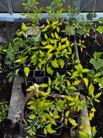 Tomaten en paprikaplanten, Ophalen, Volle zon, Groenteplanten, Eenjarig