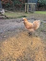 Hanen, gratis op te halen  cochinen zijdehoen, Dieren en Toebehoren