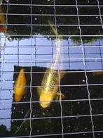 4 koi karpers, Dieren en Toebehoren, Vissen | Vijvervissen, Karper of Koi
